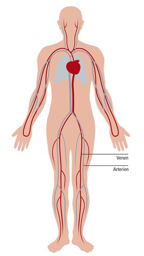 Blutkreislauf des Menschen