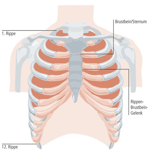 thorax-1.jpeg