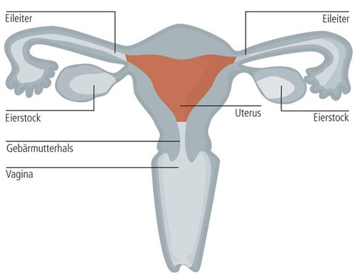 uterus-1.jpeg