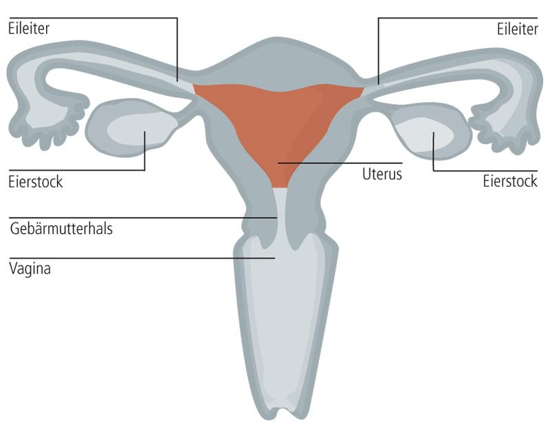 uterus-1.jpeg